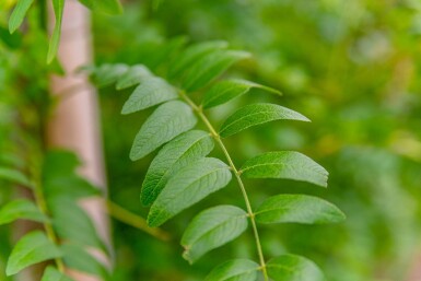 Gleditsia triacanthos 'Skyline' mehrstämmig 200-250