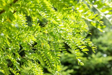 Gleditsia triacanthos 'Skyline' mehrstämmig 200-250