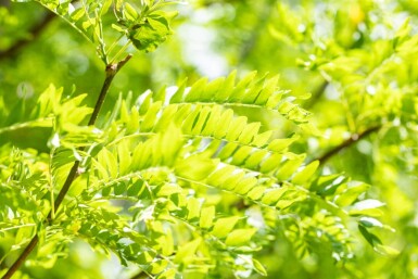 Gleditsia triacanthos 'Skyline' mehrstämmig 200-250