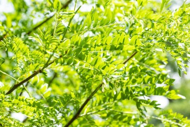 Gleditsia triacanthos 'Skyline' mehrstämmig 200-250