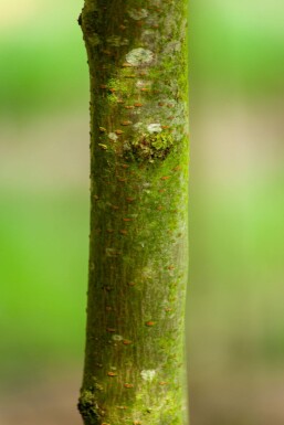 Gleditsia triacanthos 'Sunburst'