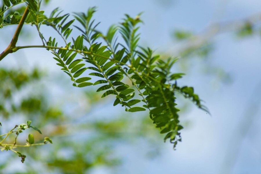 Gled Sunb HO 4/6 P/K Gleditsia triacanthos 'Sunburst' Hochstamm 4/6