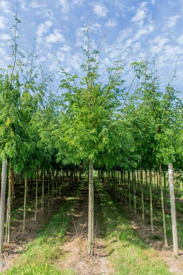 Gled Sunb HO 4/6 P/K Gleditsia triacanthos 'Sunburst' Hochstamm 4/6