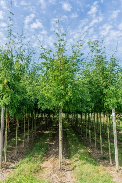 Gleditsia triacanthos 'Sunburst' Hochstamm Gleditsia triacanthos 'Sunburst' Hochstamm