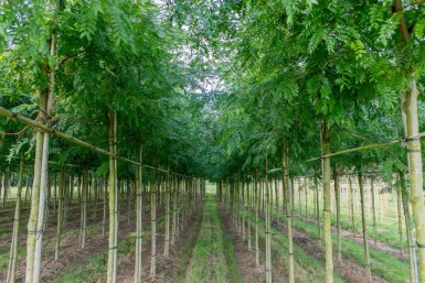 Gled Sunb HO 4/6 P/K Gleditsia triacanthos 'Sunburst' Hochstamm 4/6