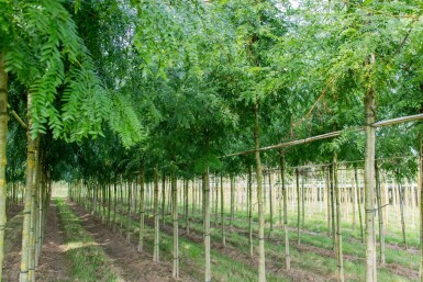 Gled Sunb HO 4/6 P/K Gleditsia triacanthos 'Sunburst' Hochstamm 4/6