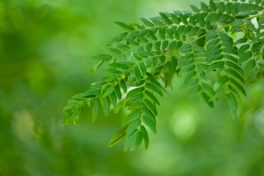 Gled Sunb HO 4/6 P/K Gleditsia triacanthos 'Sunburst' Hochstamm 4/6