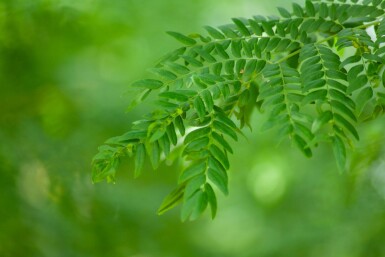 Gled Sunb HO 4/6 P/K Gleditsia triacanthos 'Sunburst' Hochstamm 4/6