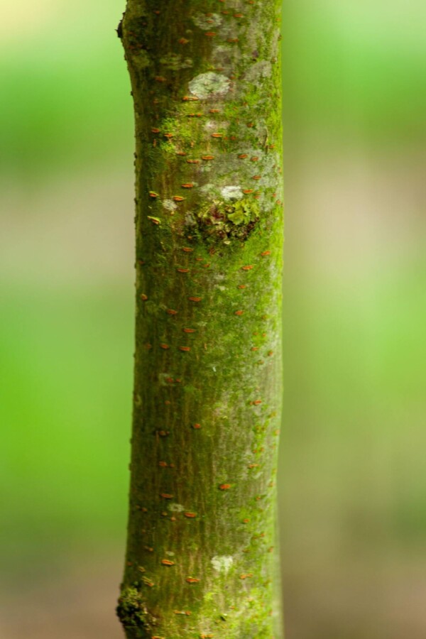 Gled Sunb HO 4/6 P/K Gleditsia triacanthos 'Sunburst' Hochstamm 4/6