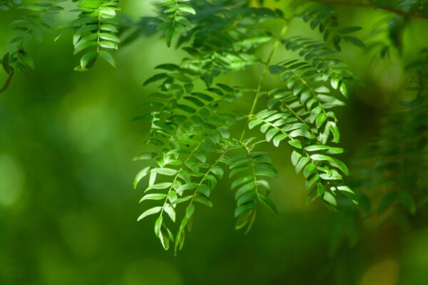 Gleditsia triacanthos 'Sunburst' meerstammig