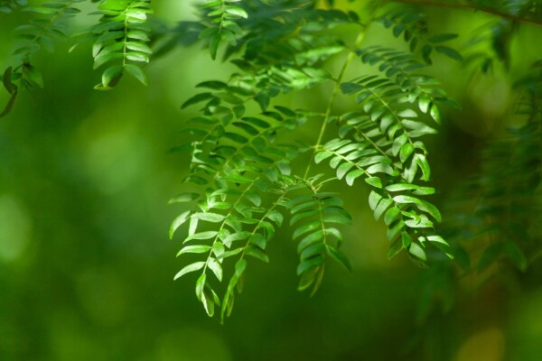Gleditsia triacanthos 'Sunburst' Mehrstämmig Gleditsia triacanthos 'Sunburst' Mehrstämmig