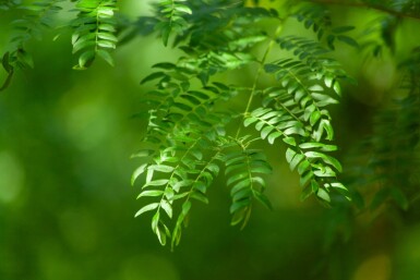 Gleditsia triacanthos 'Sunburst' mehrstämmig 200-250