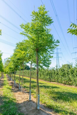 Gymnocladus dioica