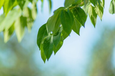 Gymnocladus dioica Gymnocladus dioica