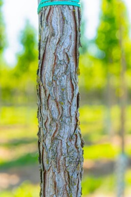 Gymnocladus dioica Gymnocladus dioica