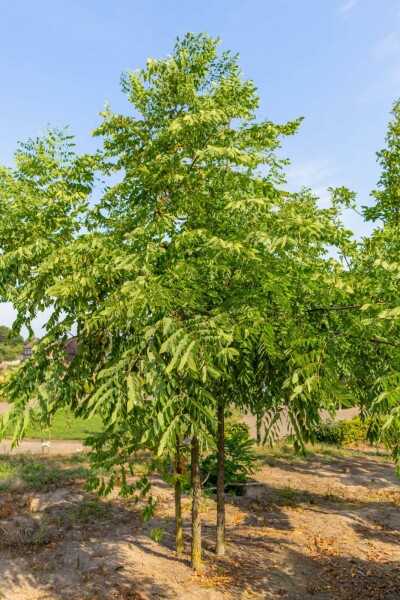 Gymnocladus dioica meerstammig Gymnocladus dioica meerstammig