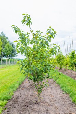 Halesia carolina