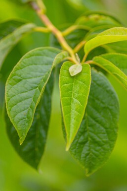 Halesia carolina