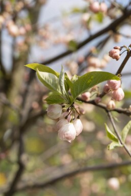 Halesia carolina