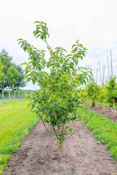 Halesia carolina meerstammig