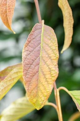 Halesia carolina mehrstämmig 200-250