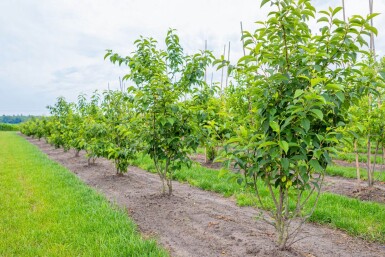 Halesia carolina mehrstämmig 200-250