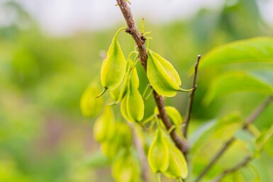 Halesia carolina mehrstämmig 200-250