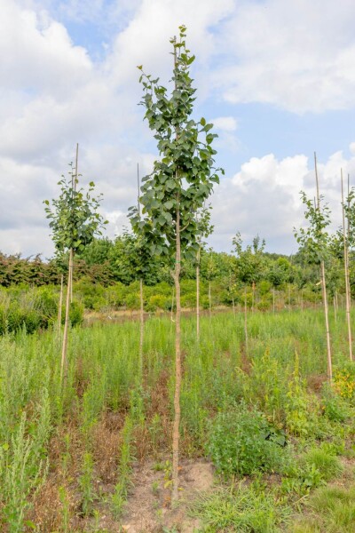 Hamamelis virginiana