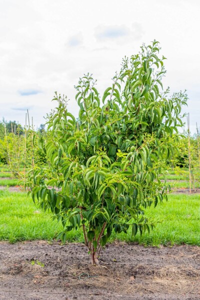 Heptacodium miconioides