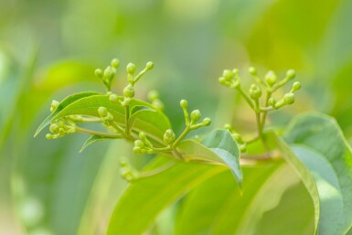 Heptacodium miconioides