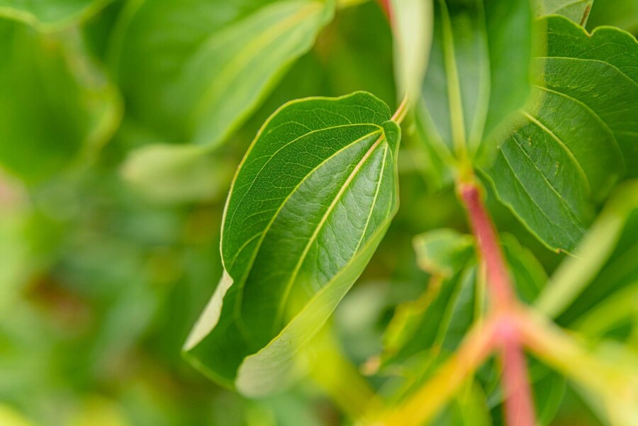 Heptacodium miconioides Heptacodium miconioides