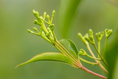 Heptacodium miconioides hochstamm 4/6