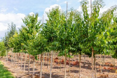 Heptacodium miconioides hochstamm 4/6