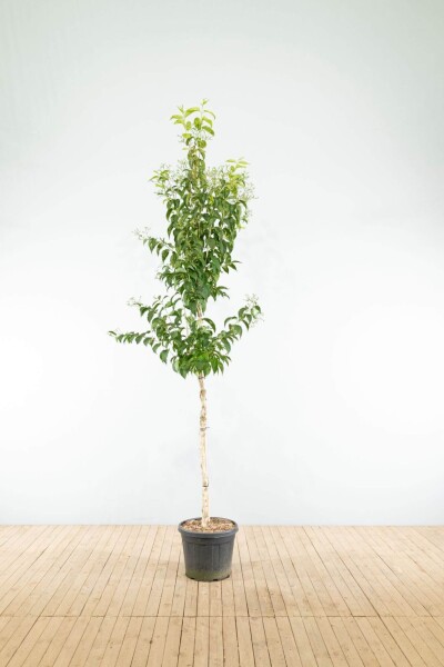 Heptacodium miconioides hoogstam Heptacodium miconioides hoogstam