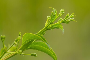 Heptacodium miconioides hochstamm 4/6