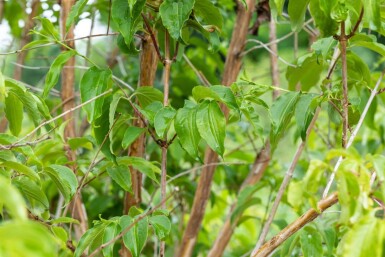 Heptacodium miconioides hochstamm 4/6