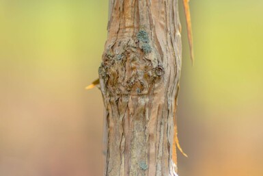 Heptacodium miconioides mehrstämmig 200-250