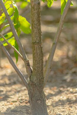 Juglans nigra hochstamm 4/6