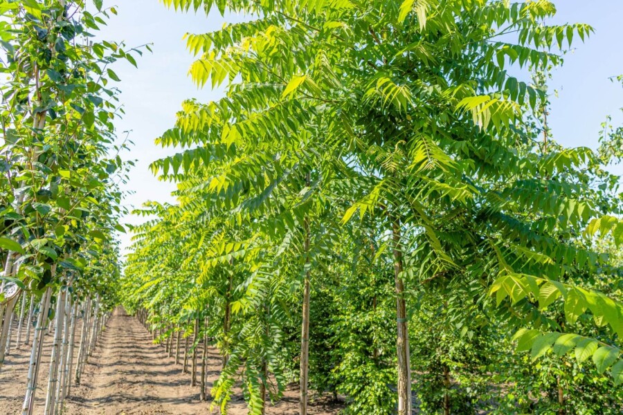 Juglans nigra HO 4/6 P/K Juglans nigra Hochstamm 4/6