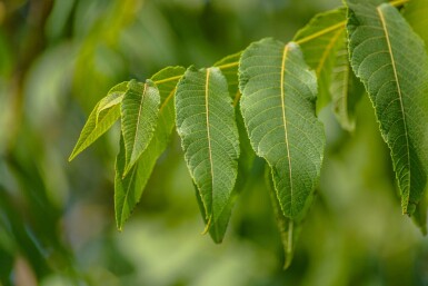 Juglans nigra hochstamm 4/6