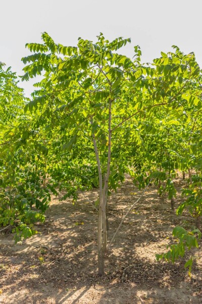 Juglans nigra mehrstämmig