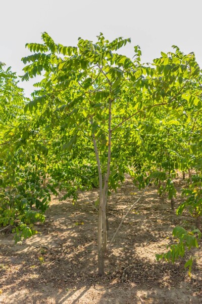 Juglans nigra Mehrstämmig Juglans nigra Mehrstämmig