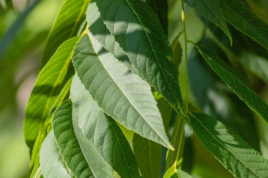 Juglans nigra ME 250-300 P/K Juglans nigra Mehrstämmig 250-300