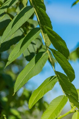 Juglans nigra mehrstämmig 250-300