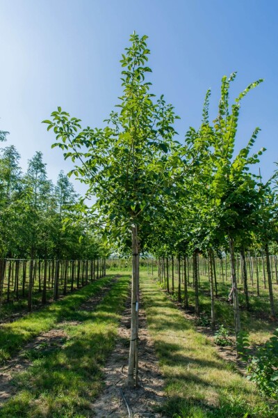 Juglans regia Juglans regia