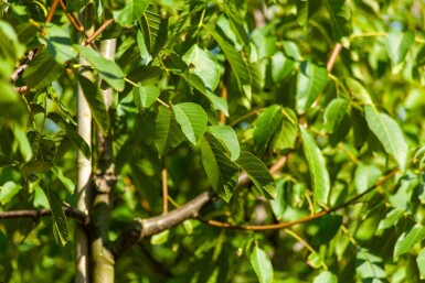 Juglans regia HO 4/6 P/K Juglans regia Hochstamm 4/6