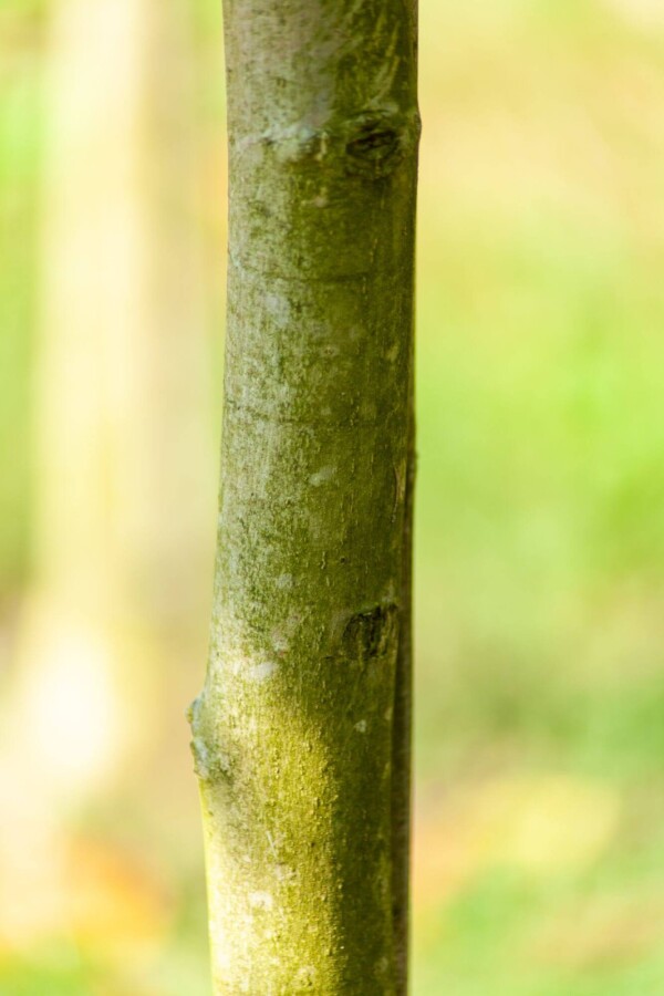 Juglans regia HO 4/6 P/K Juglans regia Hochstamm 4/6