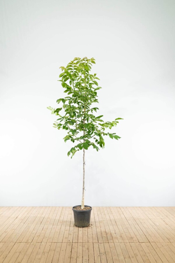 Juglans regia HO 4/6 P/K Juglans regia Hochstamm 4/6