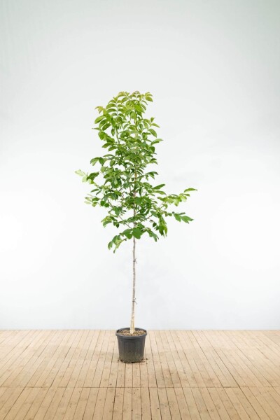 Juglans regia Hochstamm Juglans regia Hochstamm