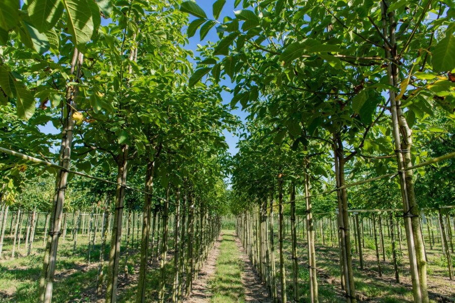 Juglans regia HO 4/6 P/K Juglans regia Hochstamm 4/6